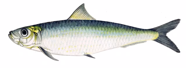 Saraca