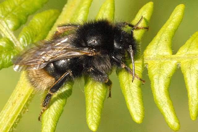 Bombus campestris