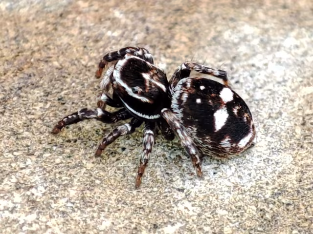 Attulus rupicola