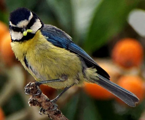 Cinciarella delle Canarie