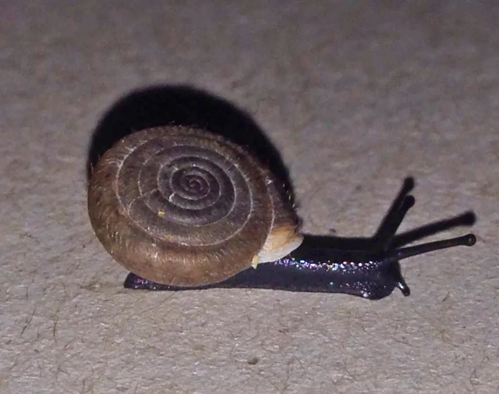 Lindholmiola corcyrensis