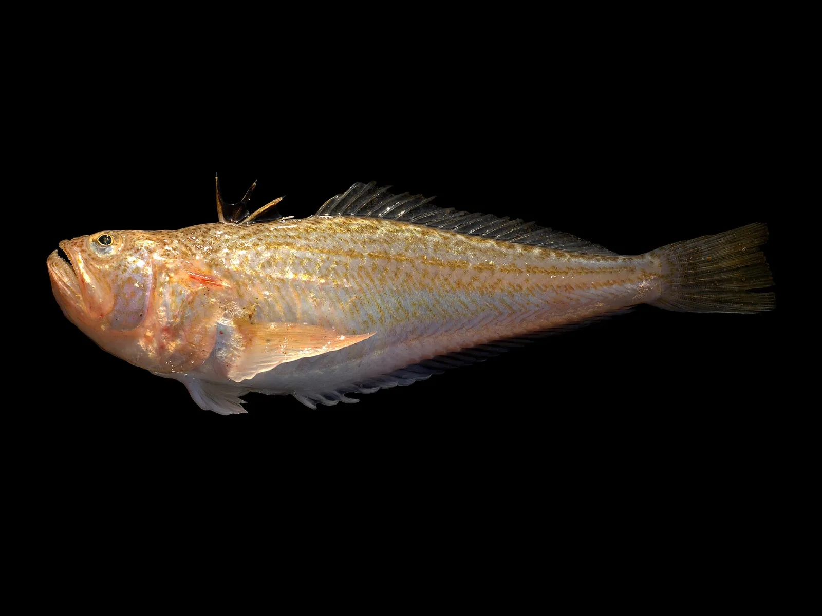 Tracina vipera
