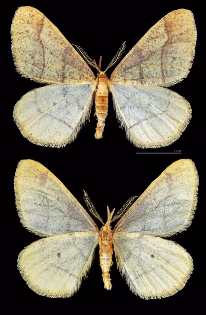 Agriopis aurantiaria