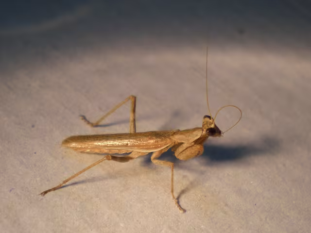 Mantide di Spallanzani