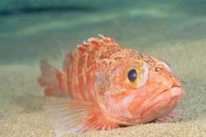 Helicolenus dactylopterus