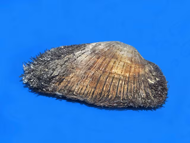 Arca pelosa