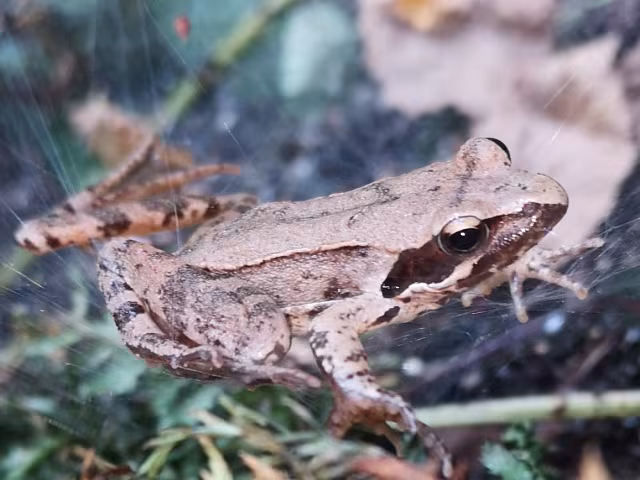 Rana di Lataste