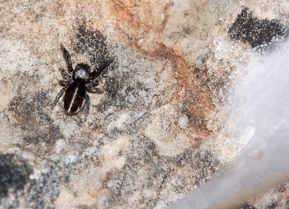 Pellenes brevis