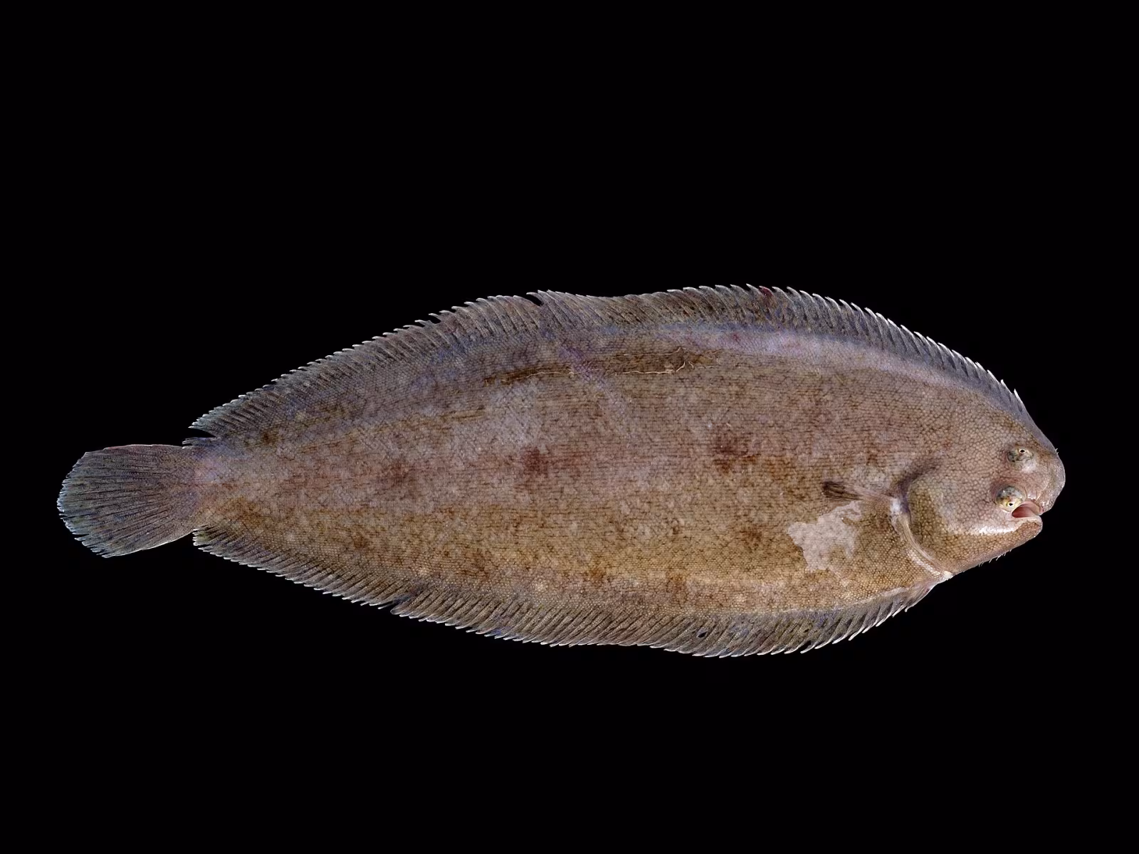 Sogliola comune