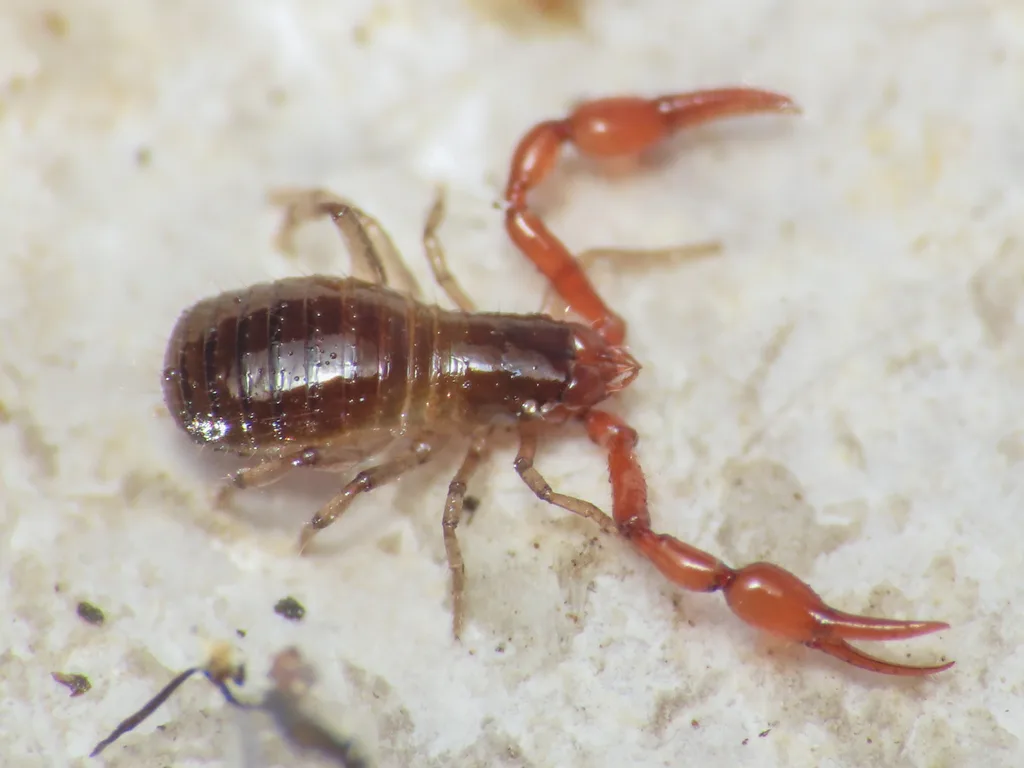 Neobisium osellai