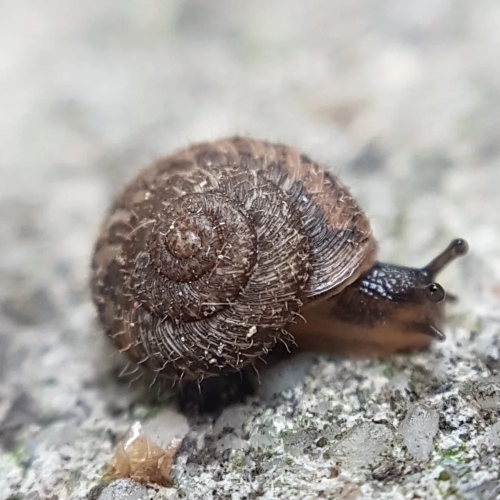 Chiocciola vellutata europea