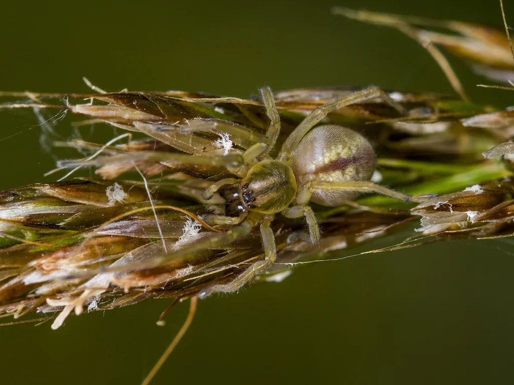 Cheiracanthium erraticum