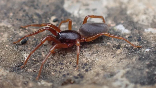 Dysdera cribrata