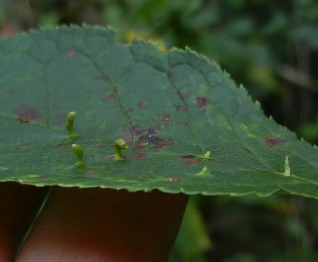 Eriophyes padi