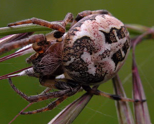 Ragno crociato cornuto