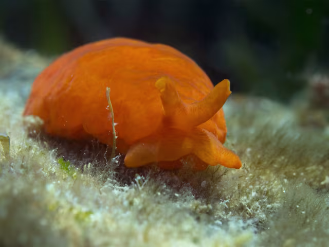 Berthellina edwardsi
