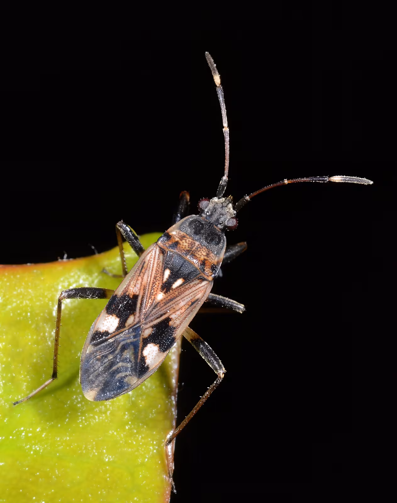 Beosus maritimus