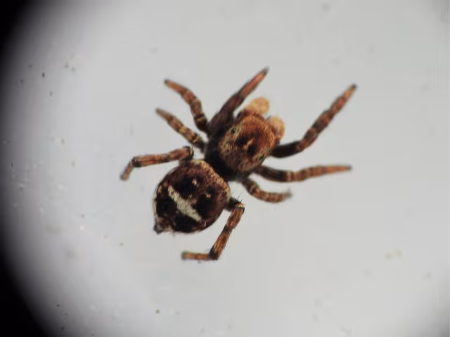 Sittisax saxicola