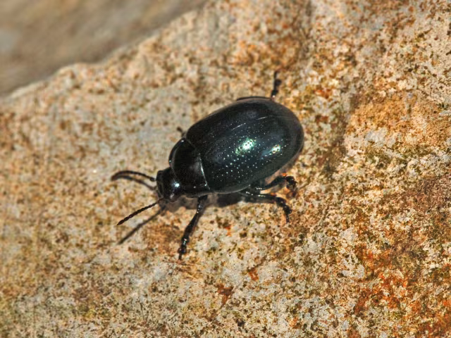 Chrysolina oricalcia