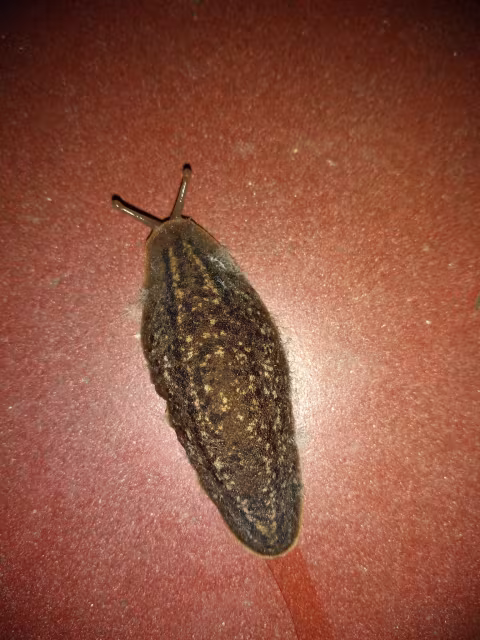 Phyllocaulis soleiformis