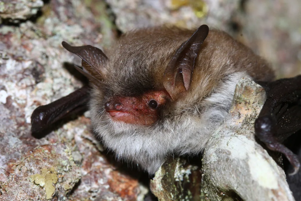 Vespertilio criptico