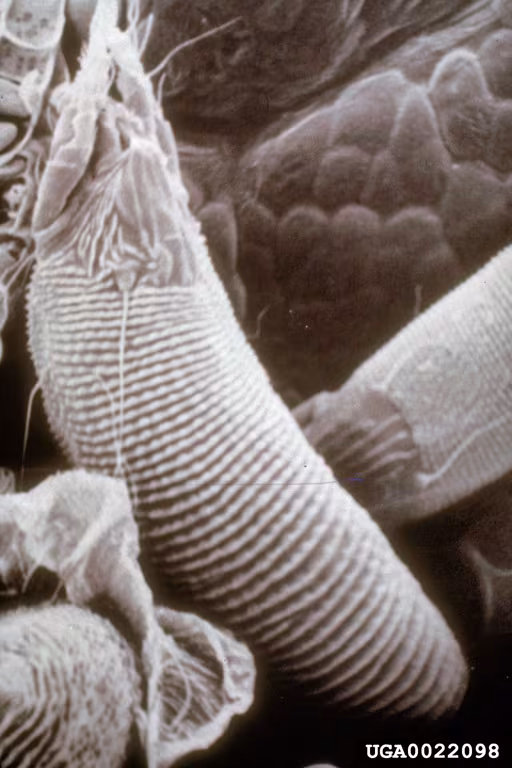 Aceria chondrillae