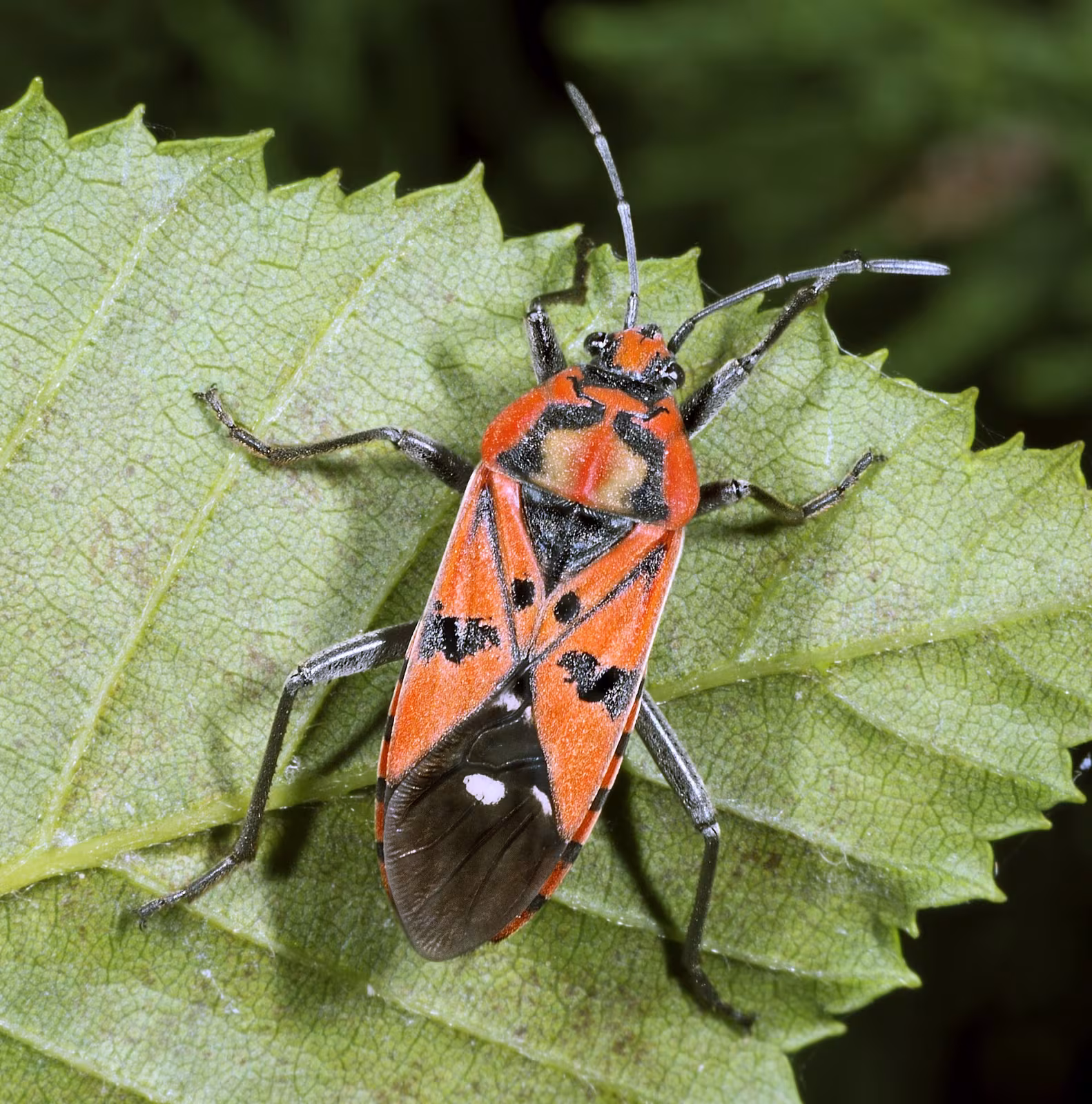 Ligia militare