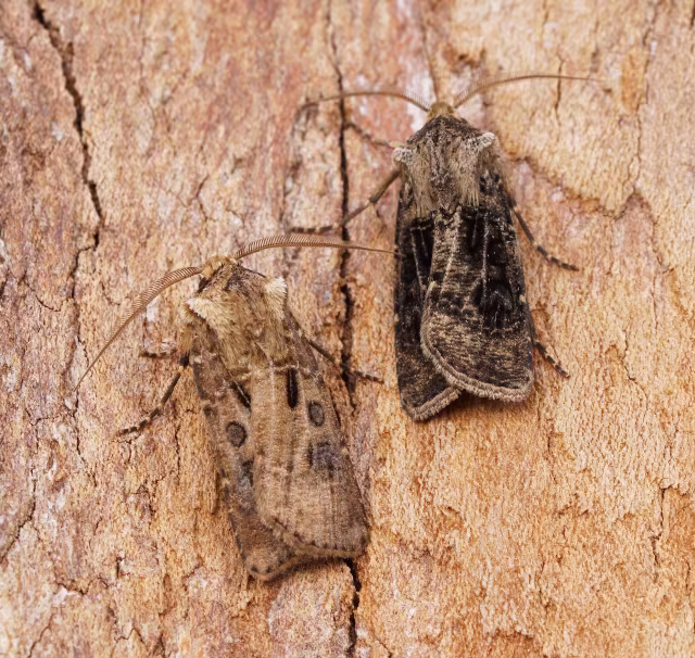 Agrotis clavis