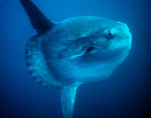 Pesce luna