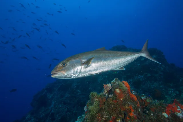 Ricciola