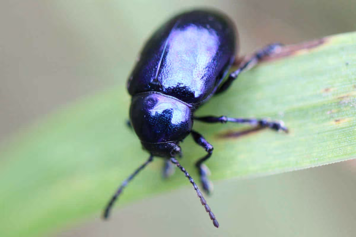 Chrysochus asclepiadeus