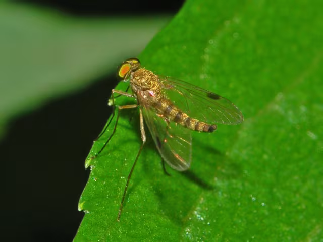 Chrysopilus asiliformis