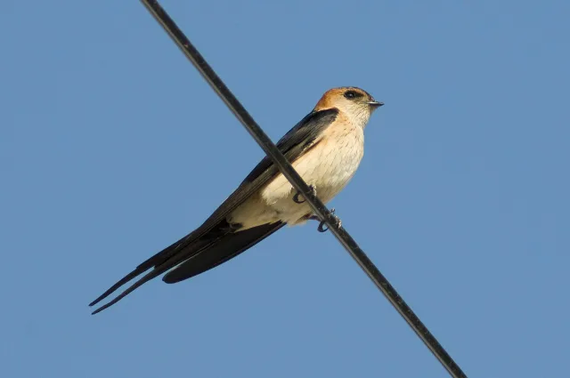 Rondine rossiccia europea
