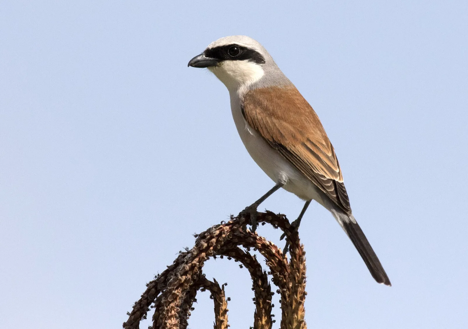 Avèrla piccola