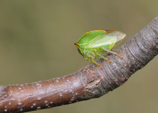 cicadella bisonte