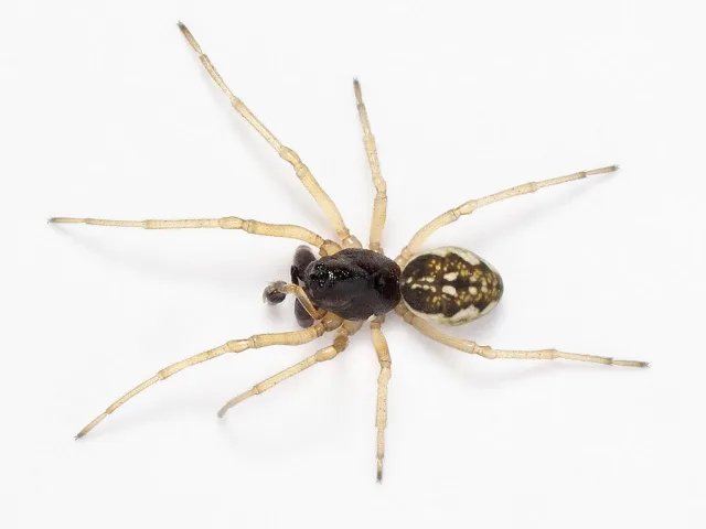 Pachygnatha degeeri