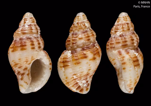 Aplus scacchianus