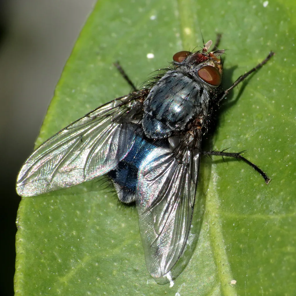 Callifora