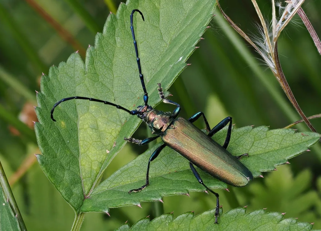 Cerambice muschiato