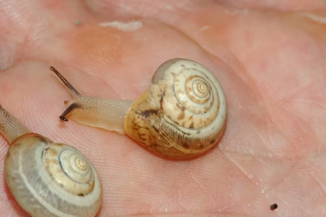 Monaca certosina
