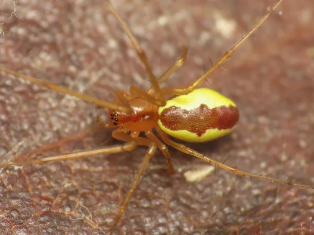 Linyphia mimonti