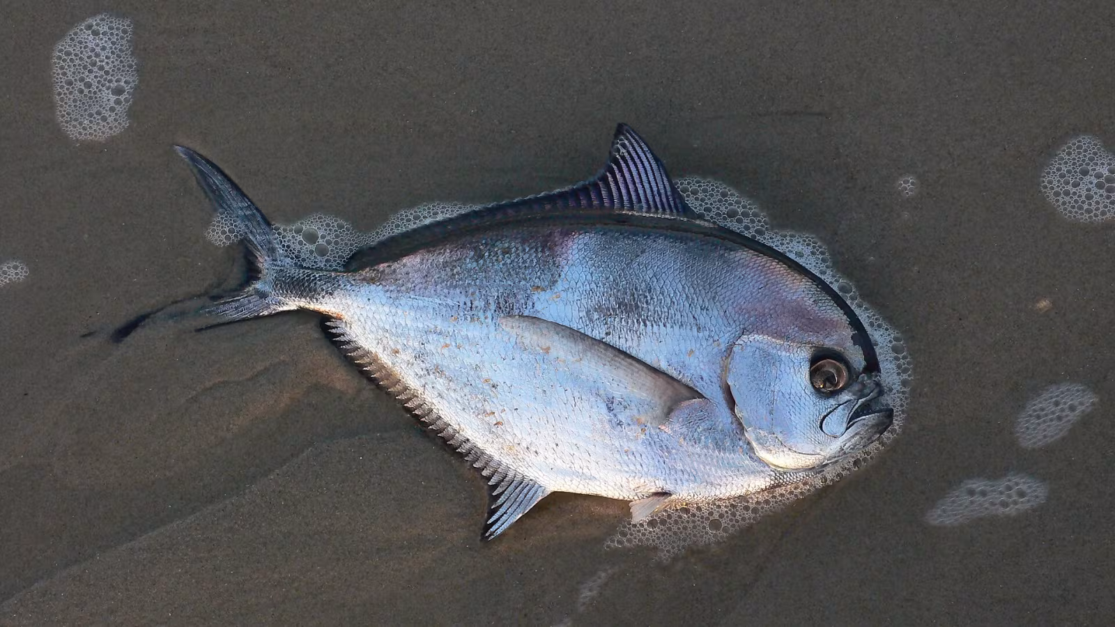 Pesce castagna