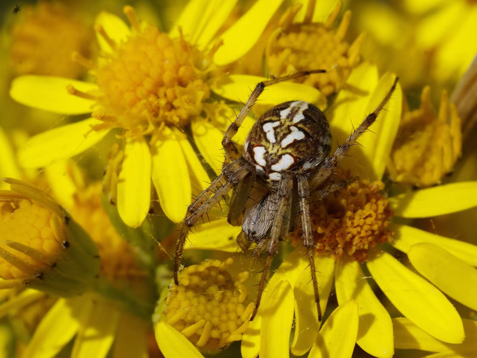 Neoscona adianta