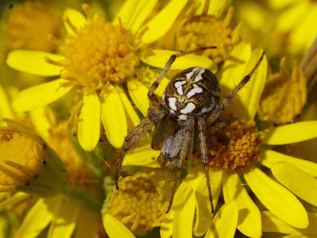 Neoscona adianta