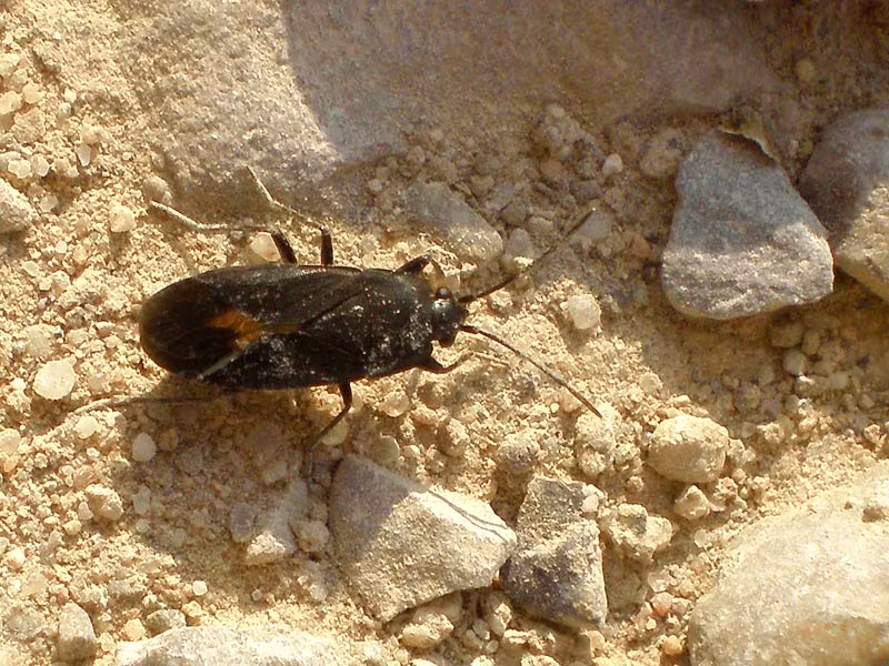 Aphanus rolandri
