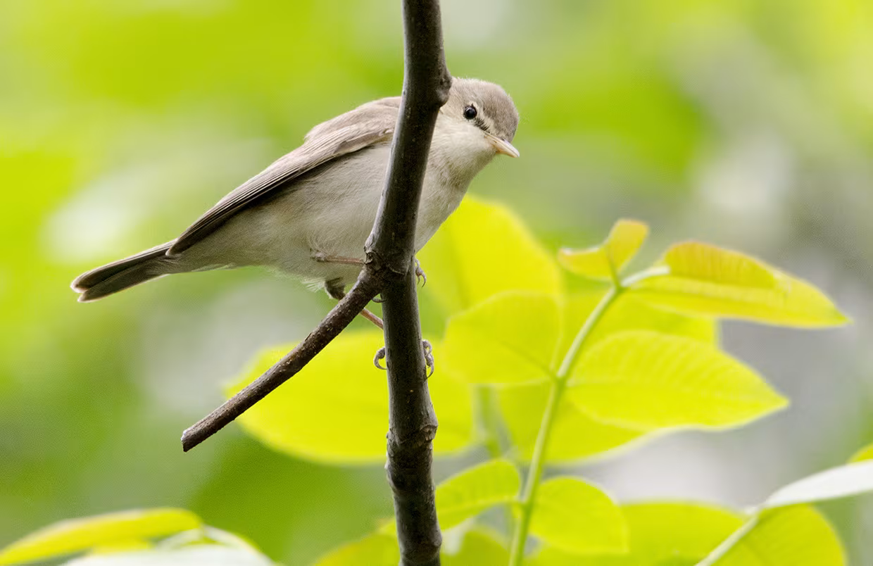 Canapino pallido