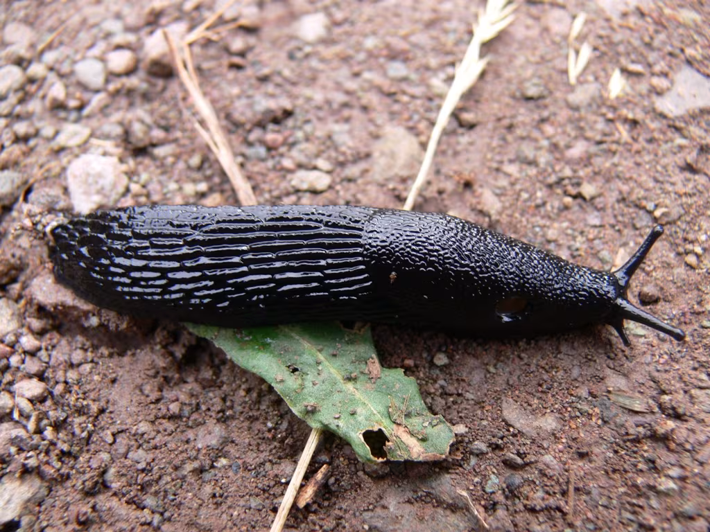 Limaccia nera