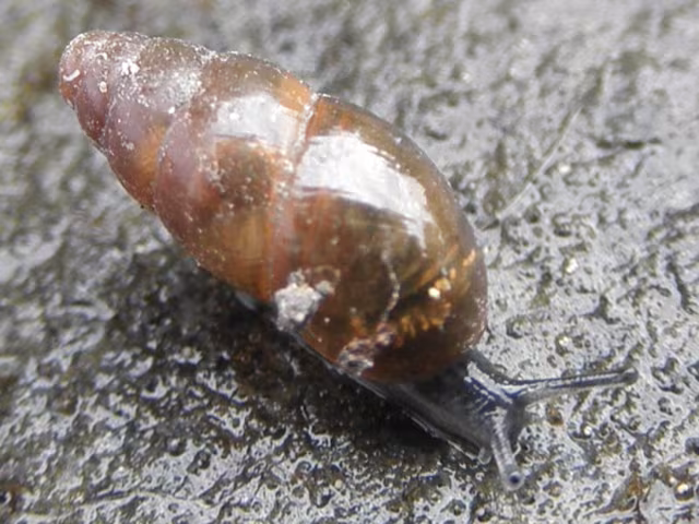 Cochlicopa lubrica
