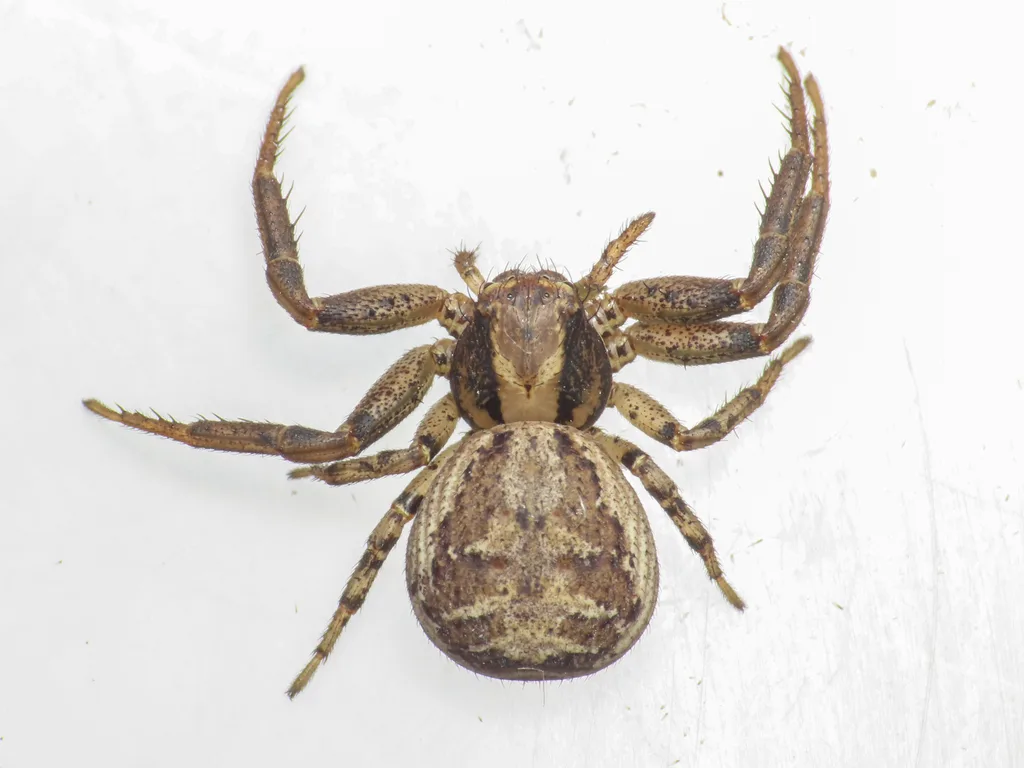 Xysticus macedonicus