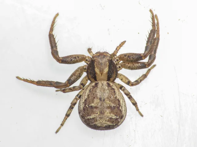 Xysticus macedonicus